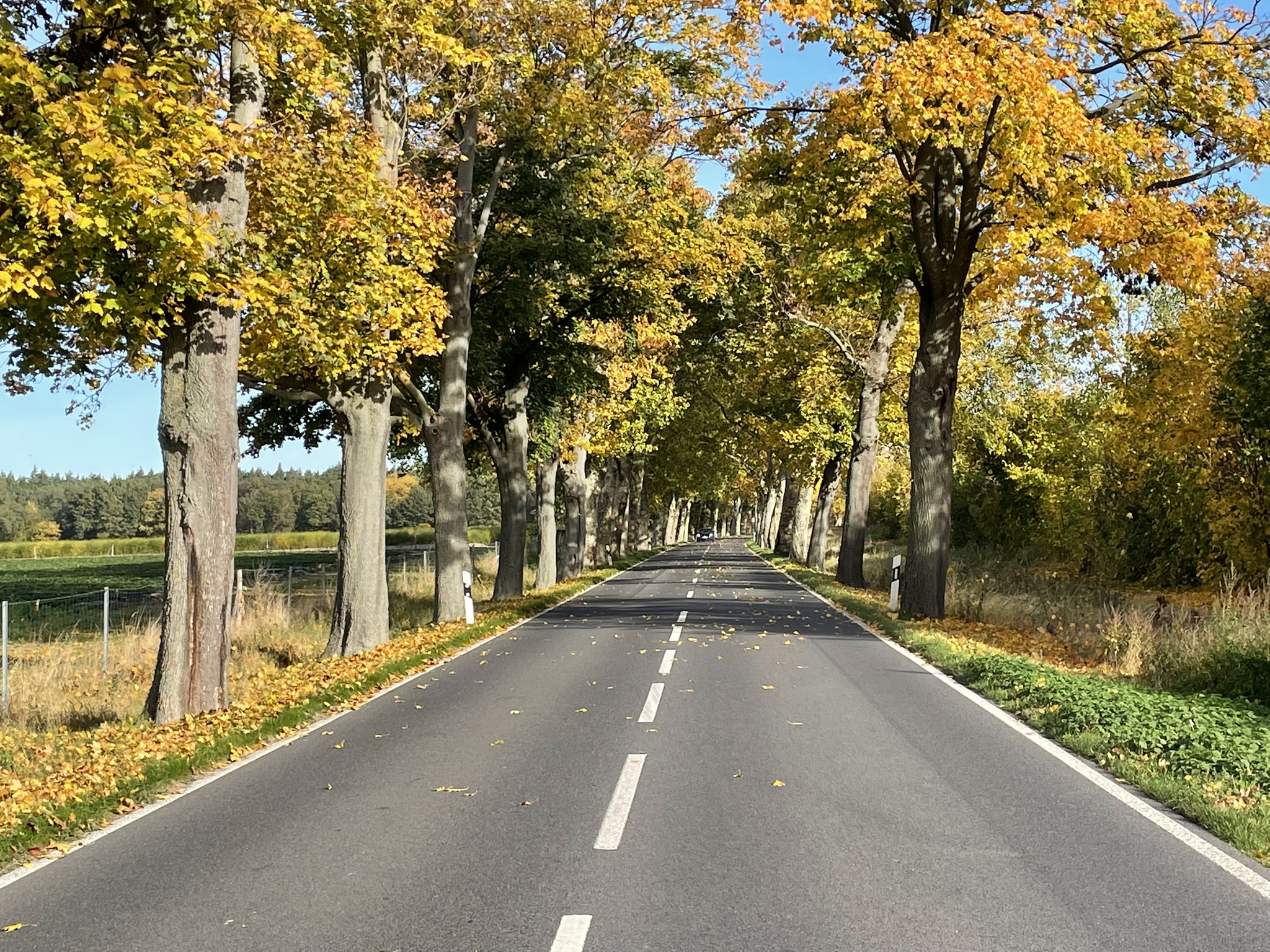 2025-10-19_Herbst_6